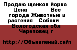 Продаю щенков йорка › Цена ­ 10 000 - Все города Животные и растения » Собаки   . Вологодская обл.,Череповец г.